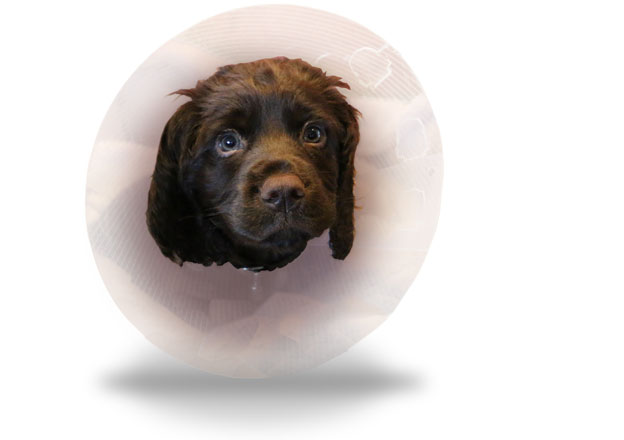 Brand-defining copywriter: head of a spaniel wearing a cone