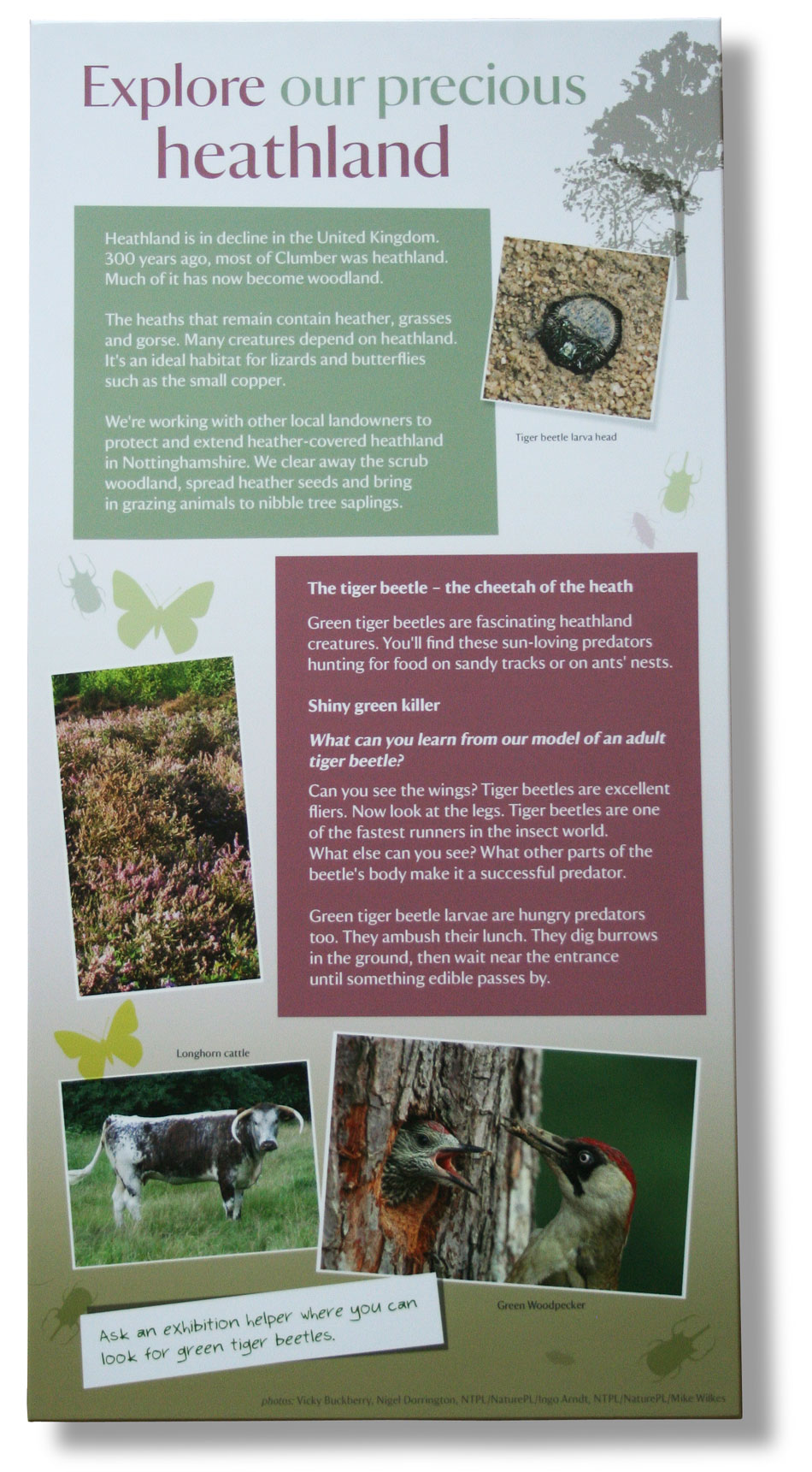 Interpretation copywriter: visitor panel about heathland at Clumber Park