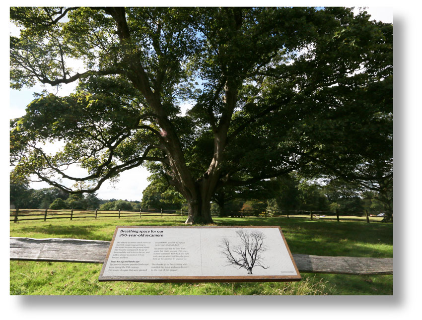 Heritage copywriting for National Trust: sign at Knole explaining why a sycamore tree has been fenced off