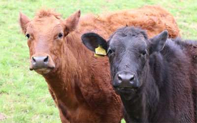 Two cows: one brown, one black