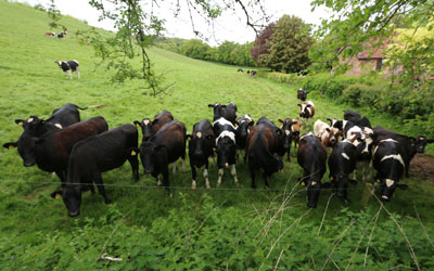 Cows in field