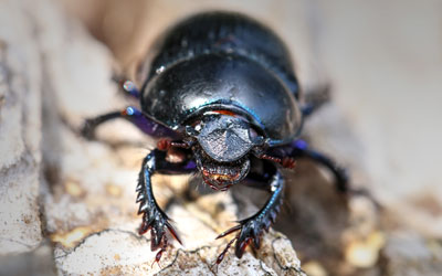 Close-up of a black beetle